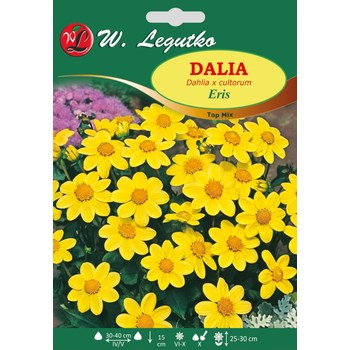 Dalia ogrodowa Eris seria tradycyjna Legutko