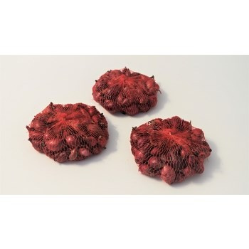 Cebula Dymka Red Baron 10-21 0,25 kg 1 opakowanie Benex