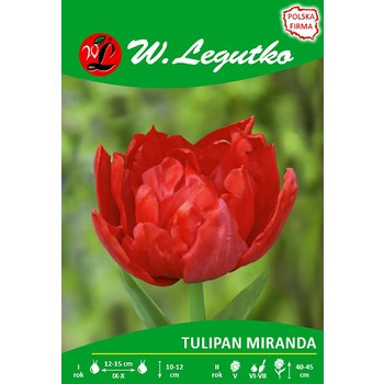 Tulipan Miranda Legutko