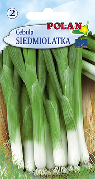 Cebula siedmiolatka Bajkał  Polan