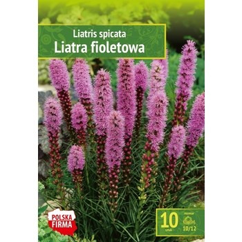 Kapers Liatris Spicata - Liatra Fioletowa 10/12 10 szt. Benex