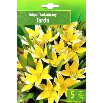 Tulipa - Tulipan Tarda 5SZT.