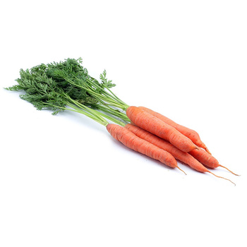 MARCHEW WCZESNA NAĆ POLSKA 1SZT