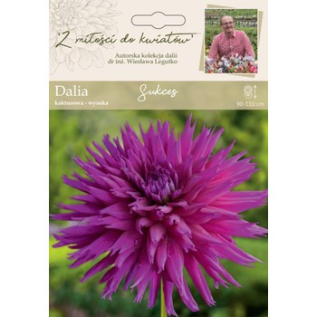 Dalia ogrodowa Sukces kolekcja dalii Legutko