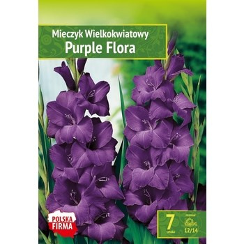 Kapers Gladiolus - Mieczyk Purple Flora 12/14 7 szt. Benex