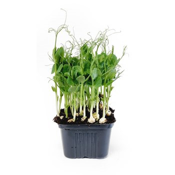 MIKROLIŚCIE GROSZ DON POL 1SZT