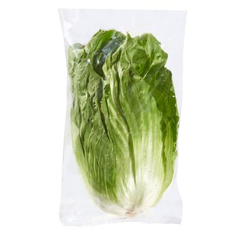 CYKORIA SŁODKA WŁ 1SZT