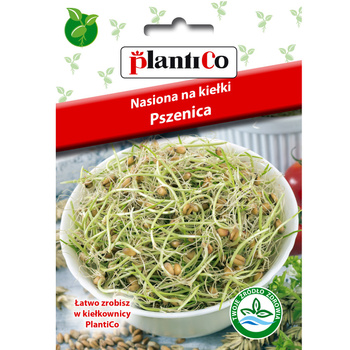 Nasiona na kiełki - Pszenica Plantico