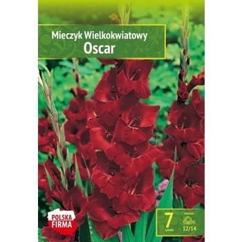 Kapers Gladiolus - Mieczyk Oscar 12/14 7 szt. Benex