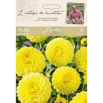 Dalia ogrodowa Lucilla kolekcja dalii Legutko