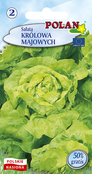 Sałata Masłowa Królowa Majowych  Polan