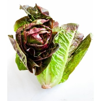 SAŁ RZYM MINI CZER KLI PL 1SZT