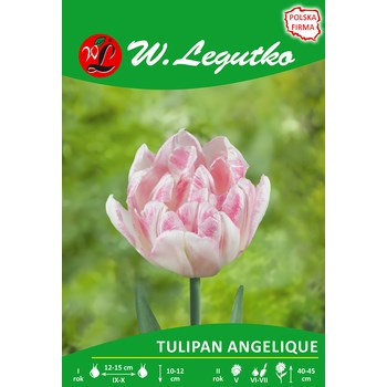 Tulipan Angelique Legutko