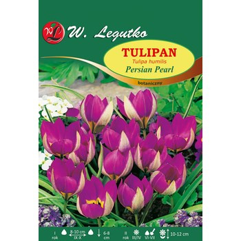 Tulipan Persian Pearl Legutko