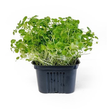 MIKROLIŚCIE RUKIEW DON PL 1SZT