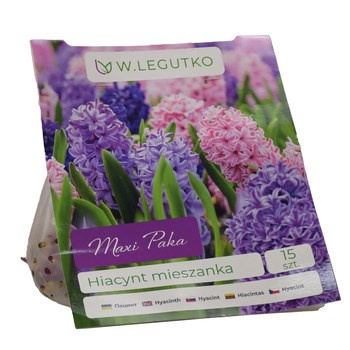 Hiacynt mieszanka Maxi Paka Legutko