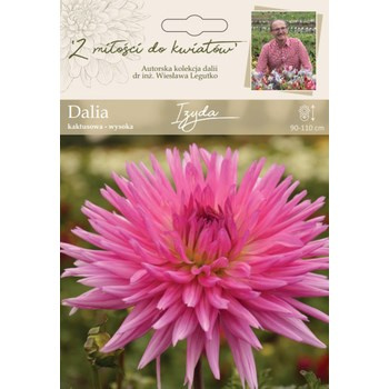 Dalia ogrodowa Izyda kolekcja dalii Legutko