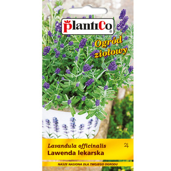 PlantiCo Lawenda lekarska