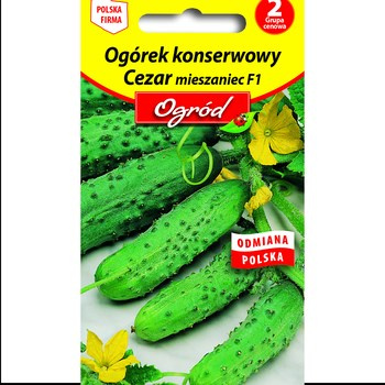 PlantiCo Ogórek konserwowy Cezar mieszaniec F1 nasiona