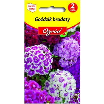 PlantiCo Goździk brodaty mieszanka