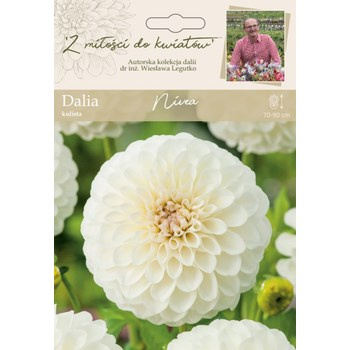 Dalia ogrodowa Nivea kolekcja dalii Legutko