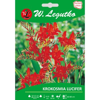 Krokosmia Lucifer seria tradycyjna Legutko