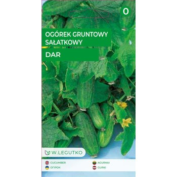 Ogórek gruntowy sałatkowy Dar - krzaczasty Legutko