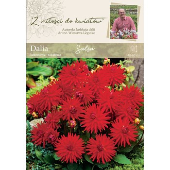 Dalia ogrodowa Salsa kolekcja dalii Legutko