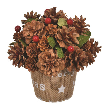 JUMI Stroik w doniczce 18 cm