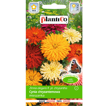 PlantiCo Cynia chryzantemowa mieszanka
