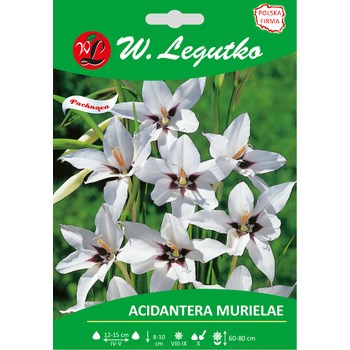 Acidantera dwubarwna Murielae seria tradycyjna Legutko