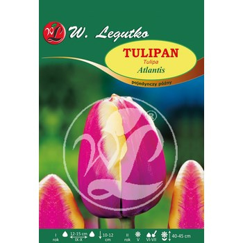 Tulipan Atlantis Legutko