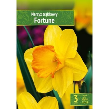 Narcissus - Narcyz Fortune 3 SZT.