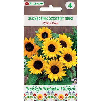 Kwiaty Polskie - Słonecznik ozdobny doniczkowy Polino - Cola Legutko