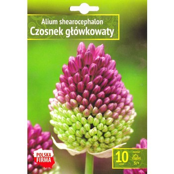Kapers Allium - Czosnek główkowaty 5/+ 10 szt. Benex