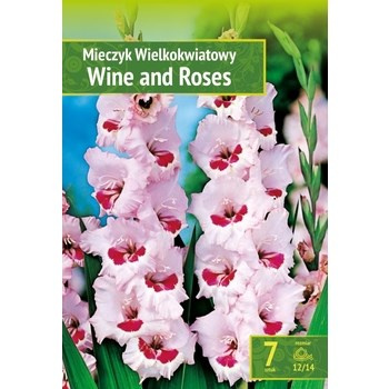 Kapers Gladiolus - Mieczyk Wine and Roses 12/14 7 szt. Benex