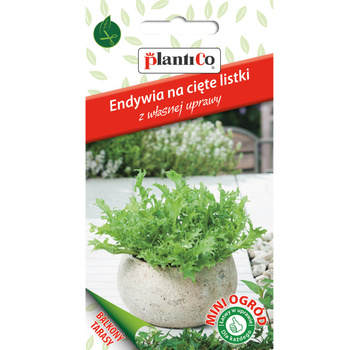 Endywia kędzierzawa, na cięte listki PlantiCo