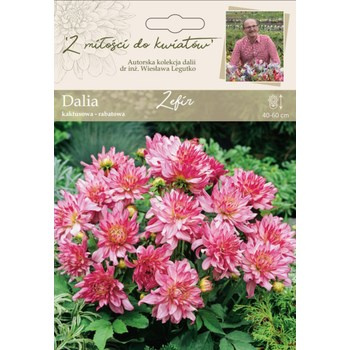 Dalia ogrodowa Zefir kolekcja dalii Legutko