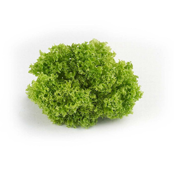 SAŁATA LOLLO BIONDA KLASA I POLSKA 1SZT