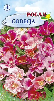 Godecja Polan