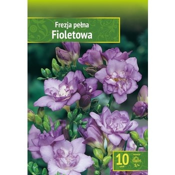 Kapers Fressia - Frezja Pełna Fioletowa 5/+ 10 szt. Benex