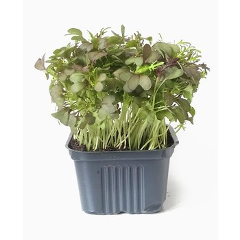 MIKROLIŚCIE MIZUNA DON PL 1SZT