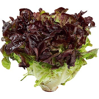 SAŁATA DĘBO CZER KL.I POL 1SZT