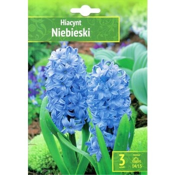 Hyacinthus - Hiacynt Niebieski 3 SZT.