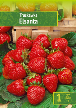 Fragaria - Truskawka Elsanta Wybór "I" 1 Szt.