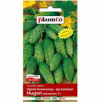 Ogórek konserwowy Hugon PlantiCo