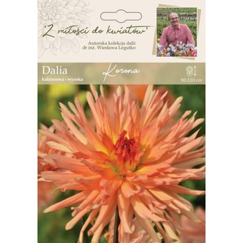Dalia ogrodowa Korona kolekcja dalii Legutko