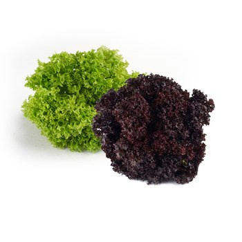 SAŁATA LOLLO MIX KL.I WŁO 4SZT