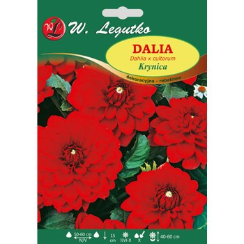 Dalia ogrodowa Krynica seria tradycyjna Legutko