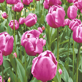 Paper+Design Serwetki 3 warstwowe 33x33 cm Tulip Garden 20 szt.
